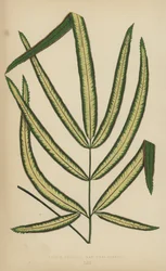 Pteris Cretica, Variety Albo-Lineata